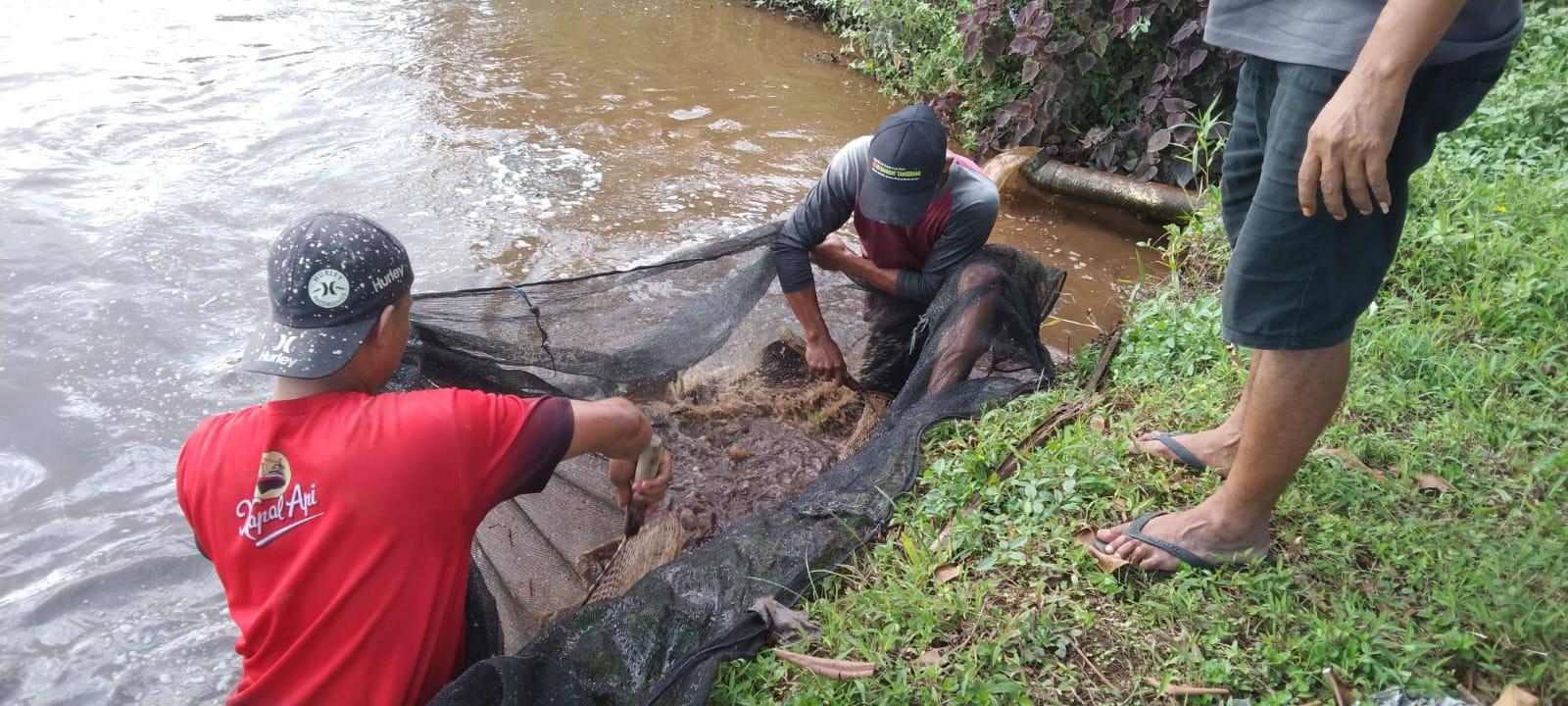20260124_IKAN-WARGA-MATI-Petani-ikan-asal-Desa-Kemutug.jpg