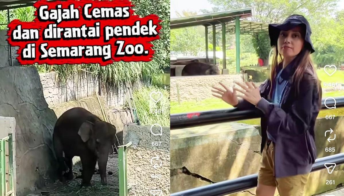 20260422_video-anak-gajah-di-Semarang-Zoo-dalam-kondisi-diduga-stres_1.jpg