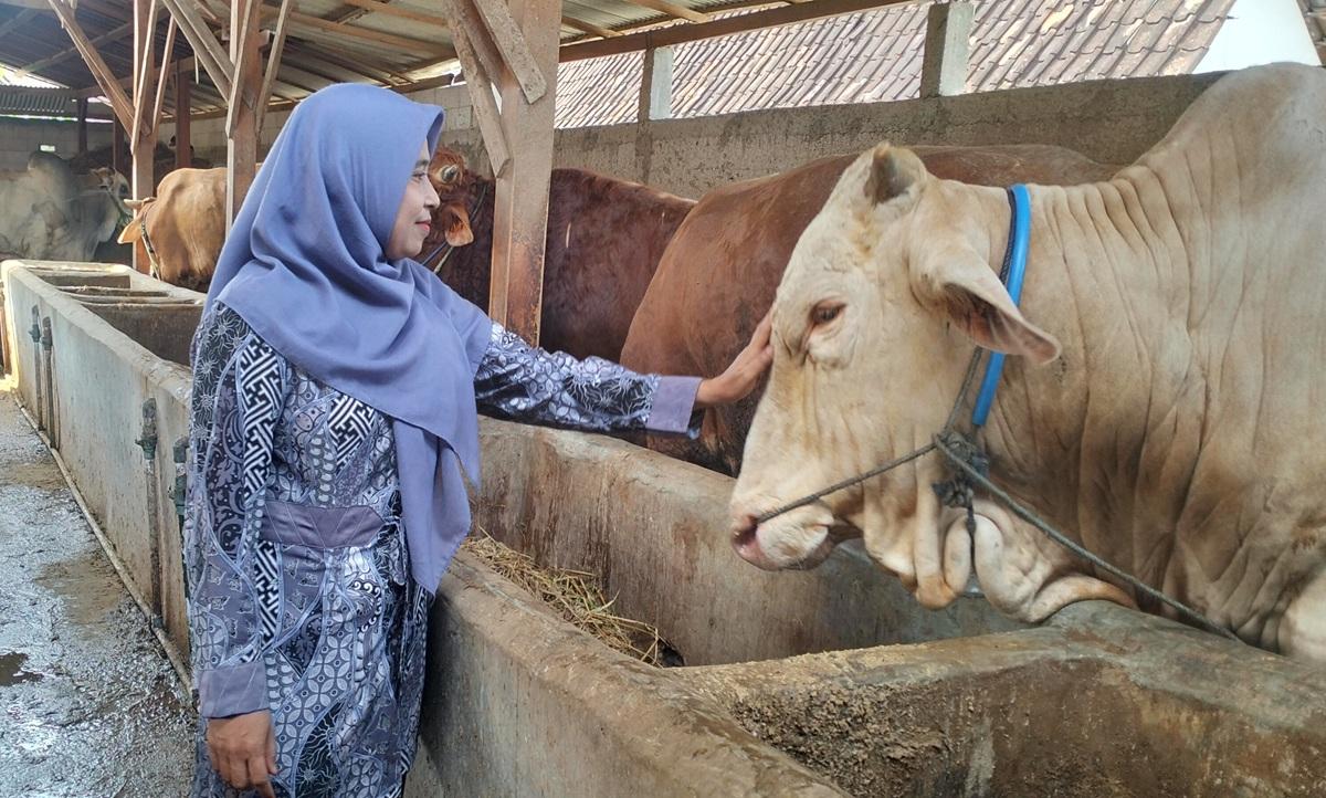 20260430_sapi-jumbo-di-kandang-Blora_1.jpg