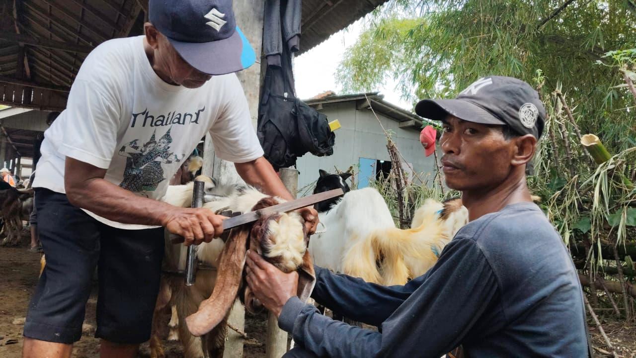 20260516_SALON-KAMBING.jpg