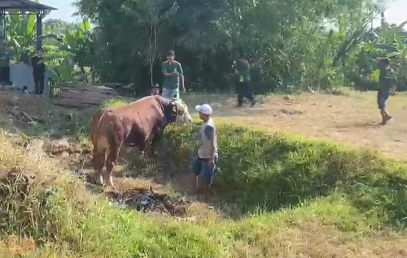 20260527-_-Sapi-Mengamuk-di-Kudus.jpg