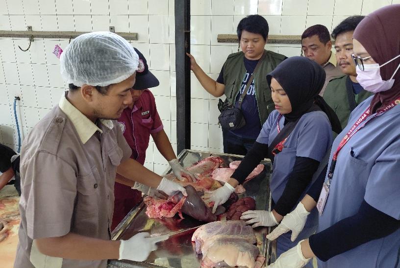20260527_PERIKSA-HATI-SAPI-Petugas-kesehatan-hewan.jpg