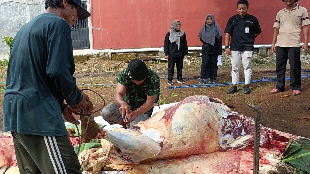 20260529_Dispaperta-Kabupaten-Batang-Ambar-Puspitaningrum-cek-hewan-kurban_1.jpg