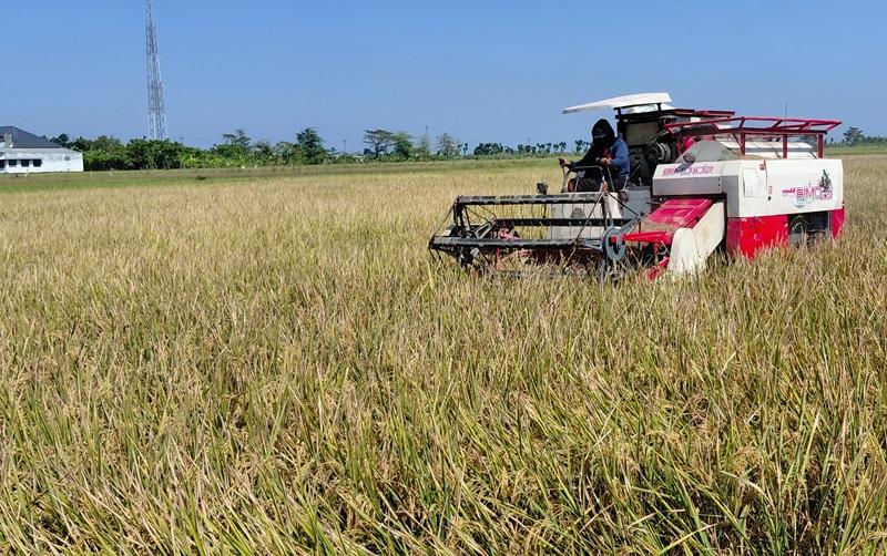 Harga Gabah Jepara Tembus Rp8.100 per Kg, Petani Ngaku Belum Bisa Nikmati Keuntungan - Tribunjateng.com