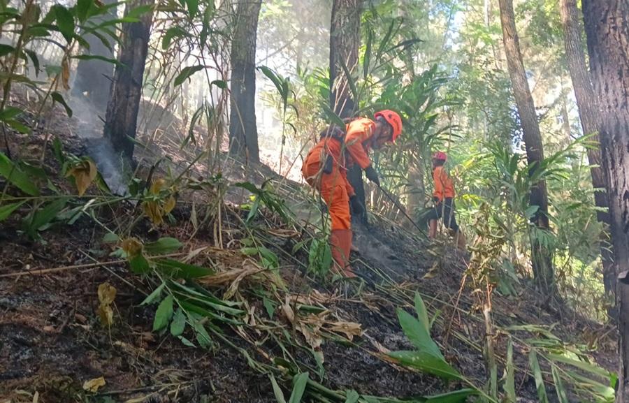 Kebakaran Hutan di Kaliwiro Wonosobo, Hanguskan Area Lahan 6x12 Meter - Tribunjateng.com
