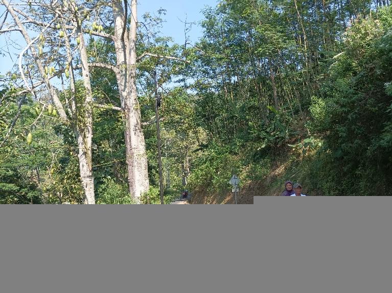 Jalur Tepi Jurang Tlogowungu-Gunungwungkal Pati Minim Pengaman, Pengendara Khawatir - Tribunjateng.com