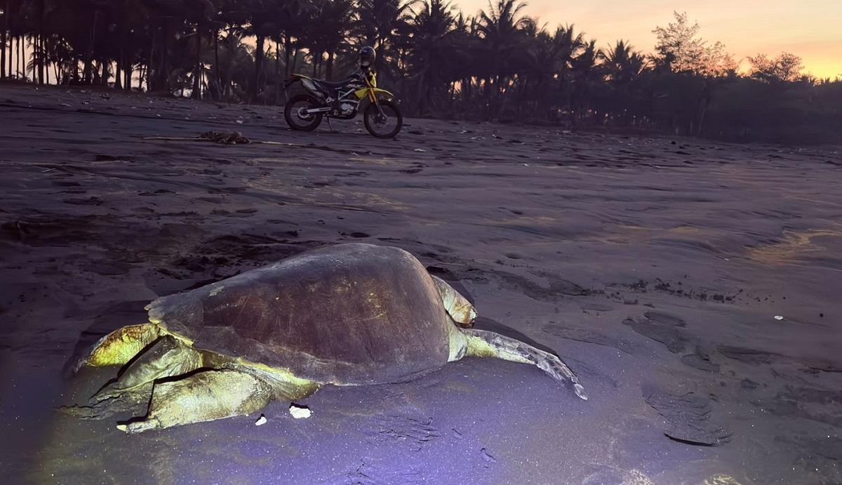 Penyu Lekang Ditemukan Mati di Pantai Wagir Indah Cilacap, Diduga Terjerat Jaring Nelayan - Tribunjateng.com