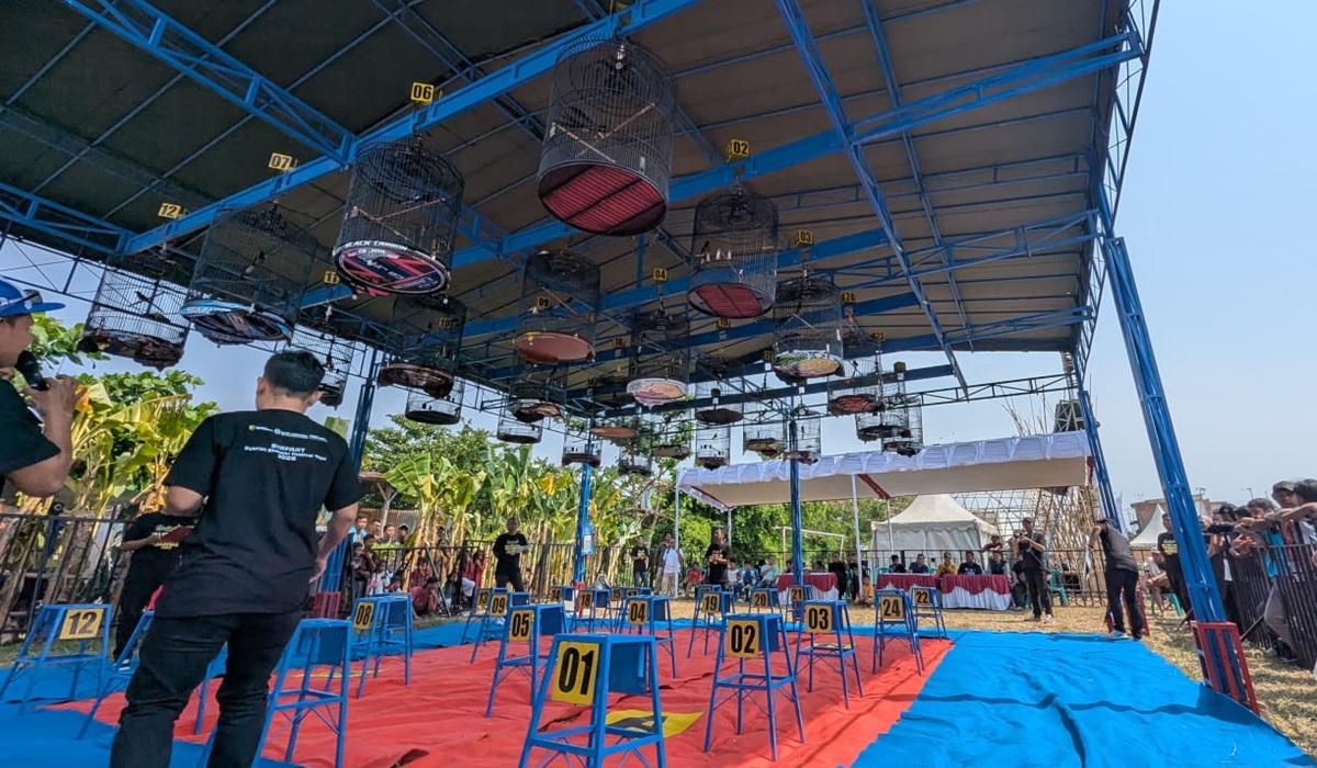 Aksi Memukau Murai Batu 'Kingdom', Taklukkan Ratusan Pesaing di Arena Piala SBS 2026 Pekalongan - Tribunjateng.com