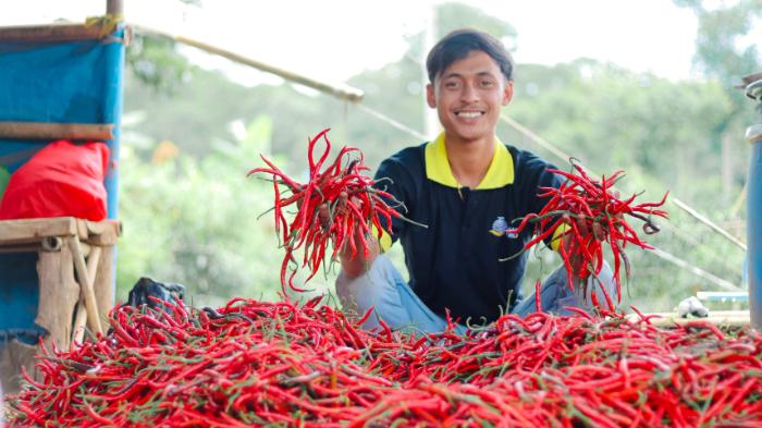 Wabah Virus Kuning Melanda, Petani Cabai Tetap Untung !