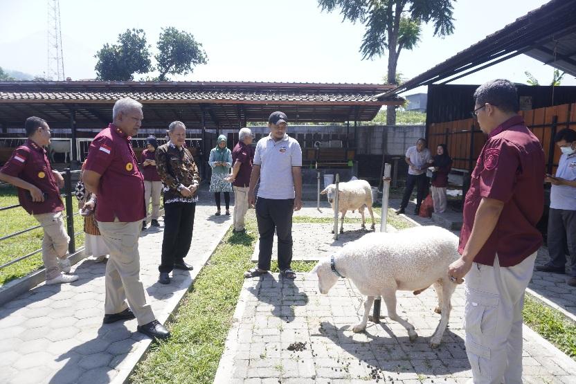 Berpotensi Sebagai Indikasi Geografis, Kakanwil Tinjau Budidaya Domba Wonosobo