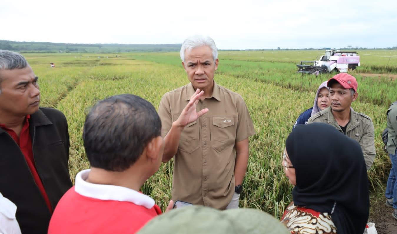 Tingkatkan Produksi Padi Daerah, Ganjar Berencana Edarkan Benih Unggulan Jateng
