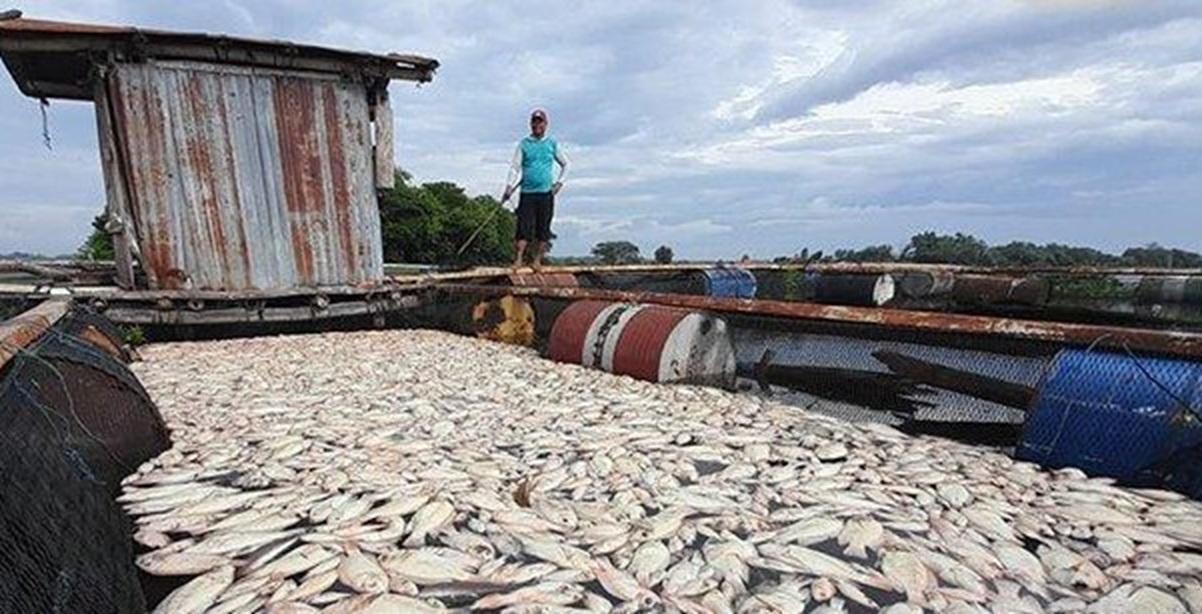 Ikan-nila-mati-di-Keramba-Jaring-Apung-KJA-Waduk-Cengklik-Boyolali-Jawa-ten.jpg