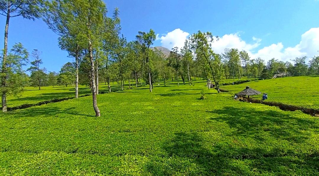 Agro Wisata Pagilaran Batang Jadi Buruan Wisatawan Pemburu Udara Sejuk dan Hamparan Kebun Teh - Tribunjateng.com