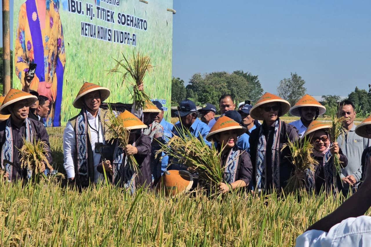 HPP Gabah Rp 6.500 Perkilo, Stok Beras Indonesia Mencapai 5,4 Juta Ton - Tribunjateng.com