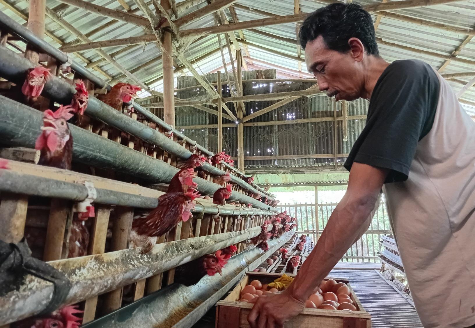 Harga Telur Ayam di Kandang Tembus Rp 29.000/Kg, Peternak di Kudus Panen Untung