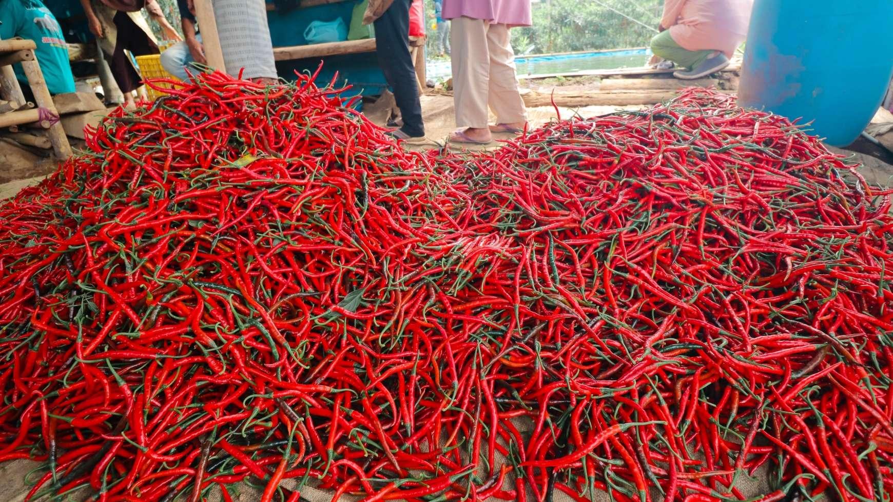 Harga Cabai Merah di Semarang Mulai Menanjak