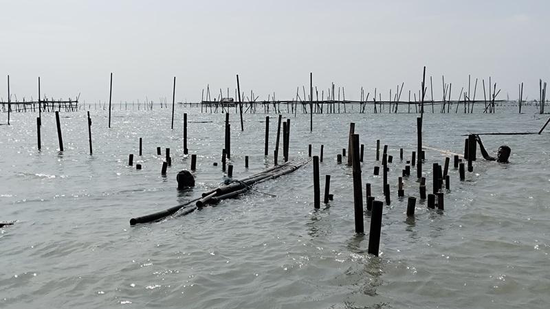 Pemasangan-bambu-oleh-nelayan-di-Tambakrejo-Semarang.jpg