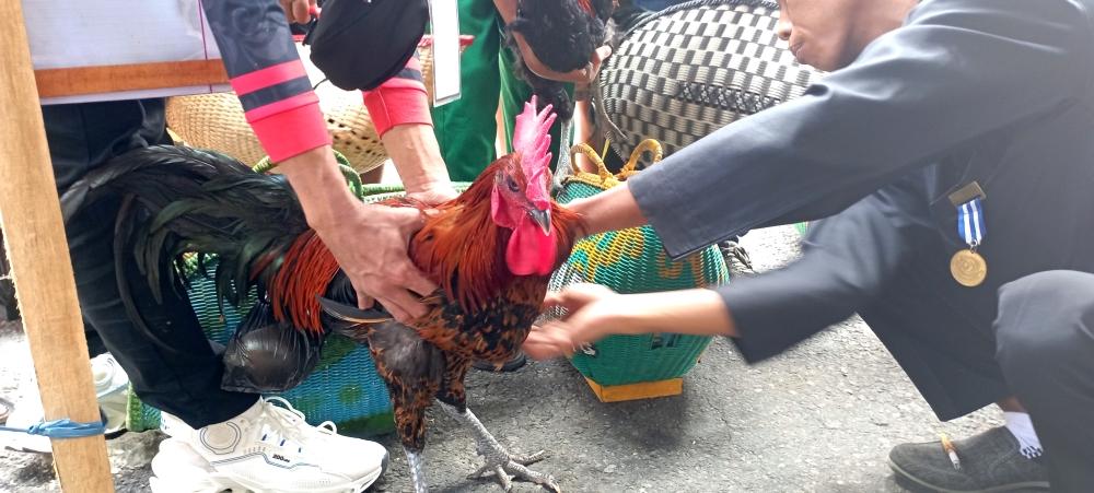 Ratusan Ekor Ayam Ikuti Festival Ayam Pelung Nasional di Taman Rekreasi Kalianget Wonosobo