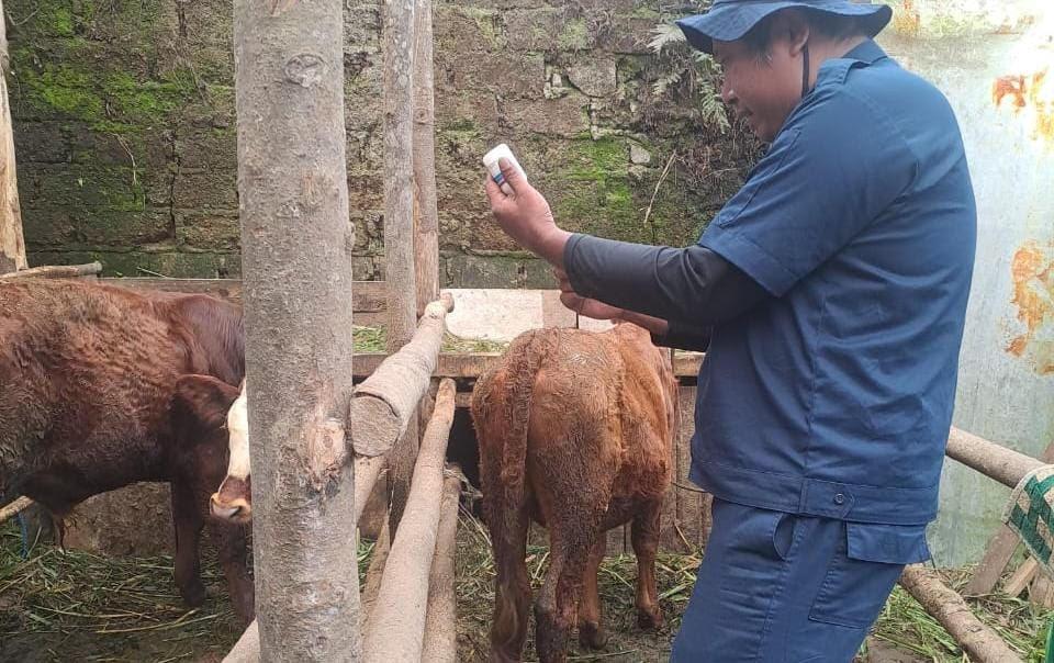 Dinpertan Purbalingga Pastikan Hewan Kurban Aman dari Cacing Hati Jelang Idul Adha 1446 H