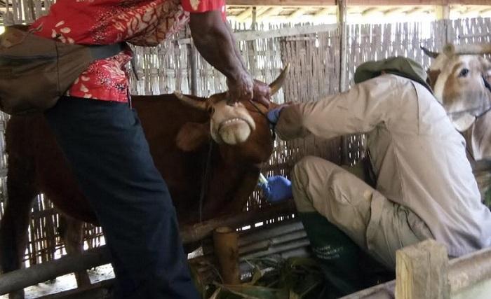 Misteri 18 Ekor Sapi Mati di Mondokan Sragen, Dinas Peternakan Lakukan Penyemprotan Massal