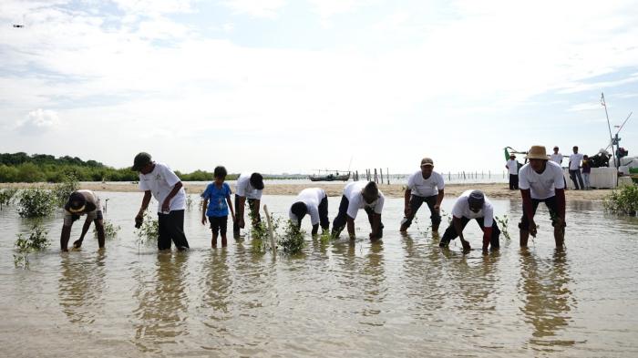 Penanaman-mangrove-di-pantai-utara-Jatengfdgs3rfds.jpg