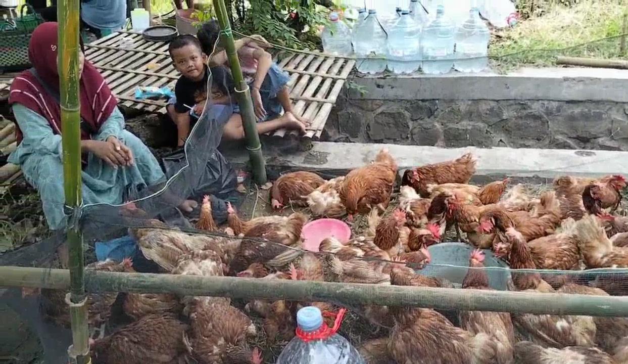 Penjual-ayam-merah-hidup-marak-ditemui-di-pinggir-jalanan-Kabupaten-Kendal.jpg