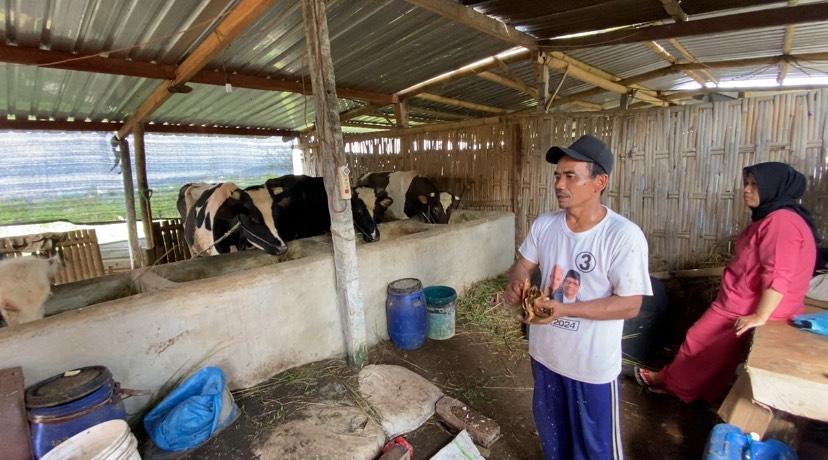 Resah PMK Ancam Kurban Iduladha: Peternak di Semarang Bentengi Sapi dengan Jamu Tradisional