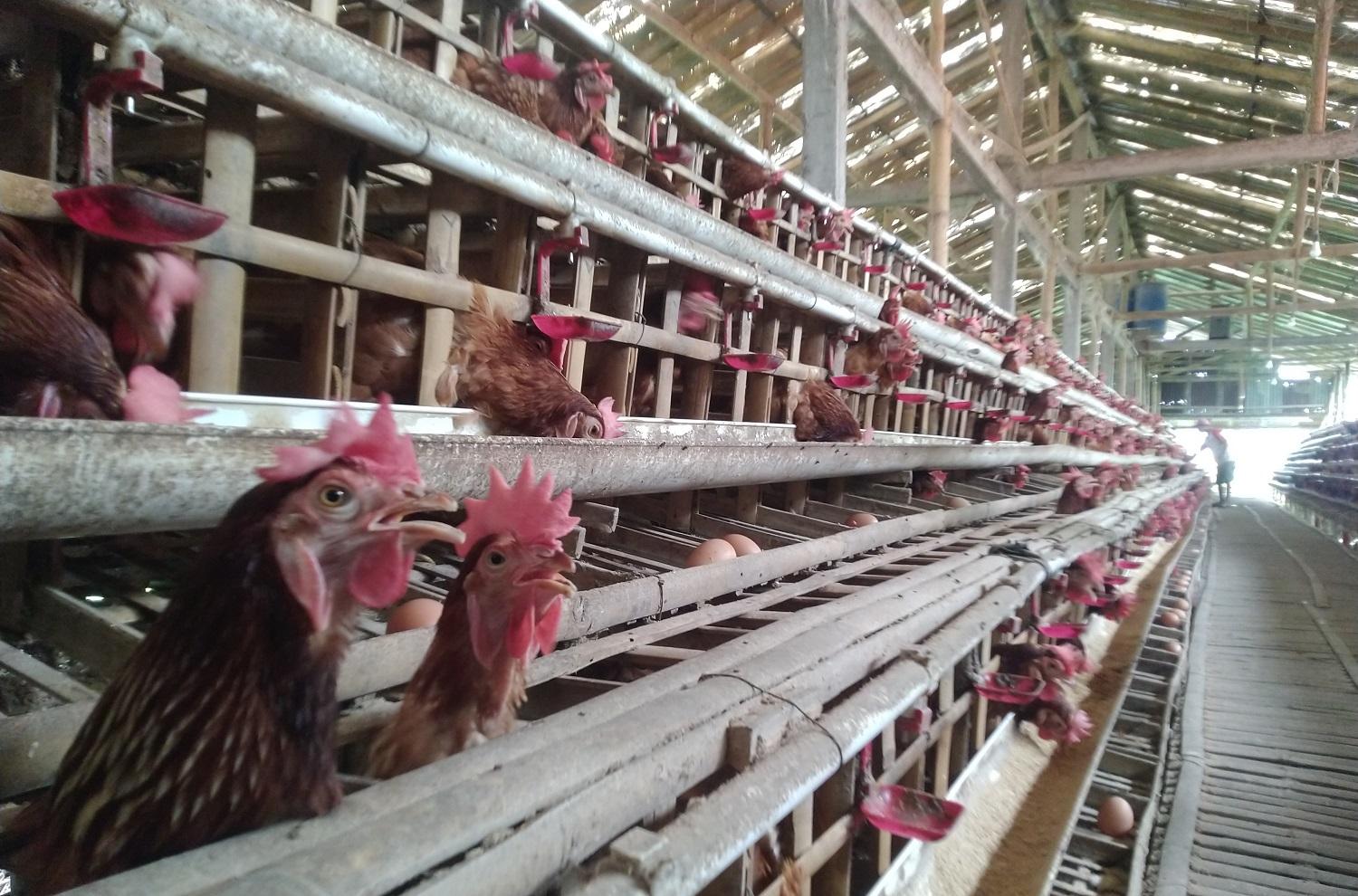 Peternakan-ayam-petelur-di-Desa-Gribig-2.jpg