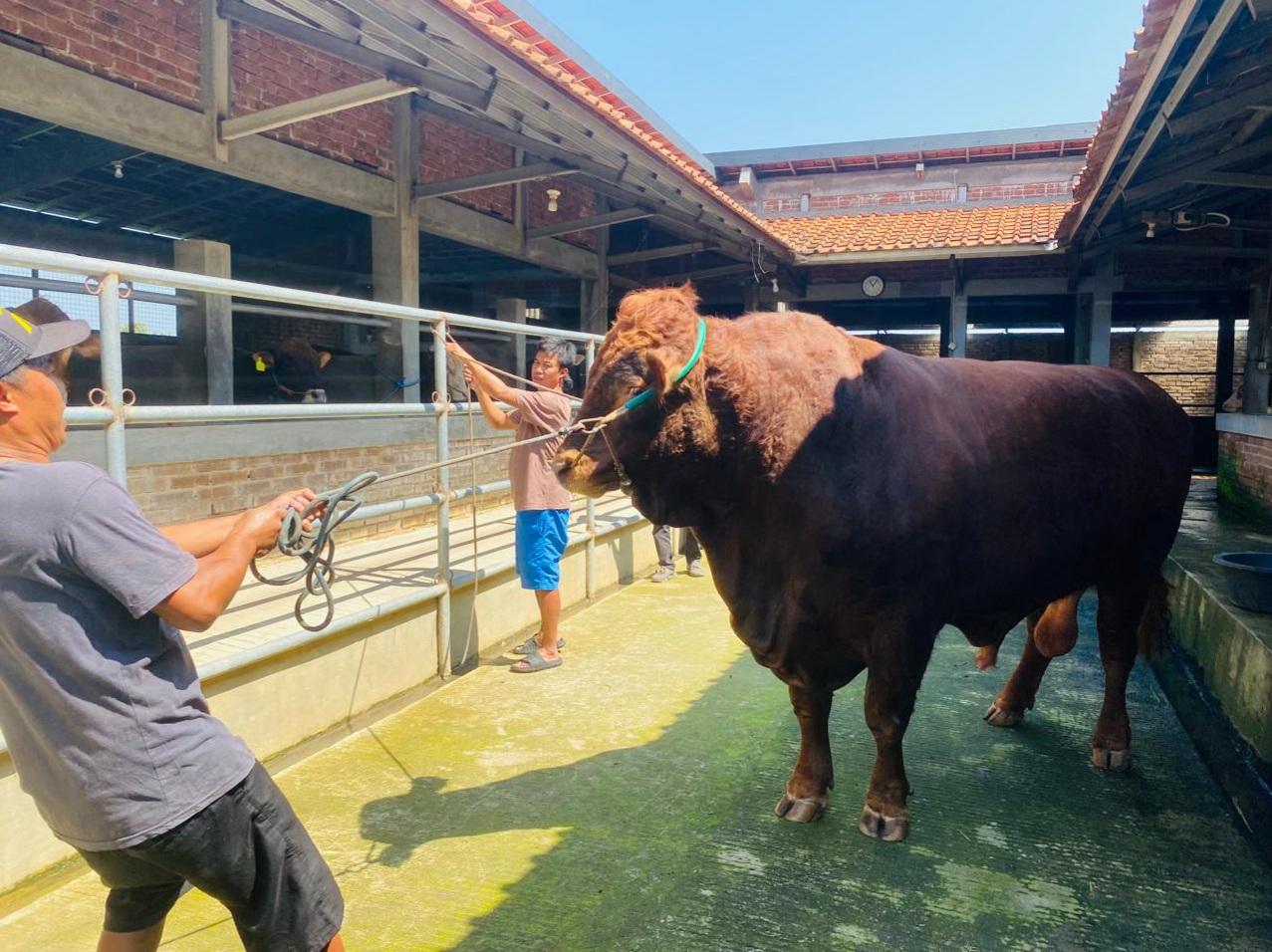 Ini Dia Genzo,  Sapi 1,25 Ton yang Dibeli Presiden Prabowo Rp100 Juta untuk Kurban di Tegal