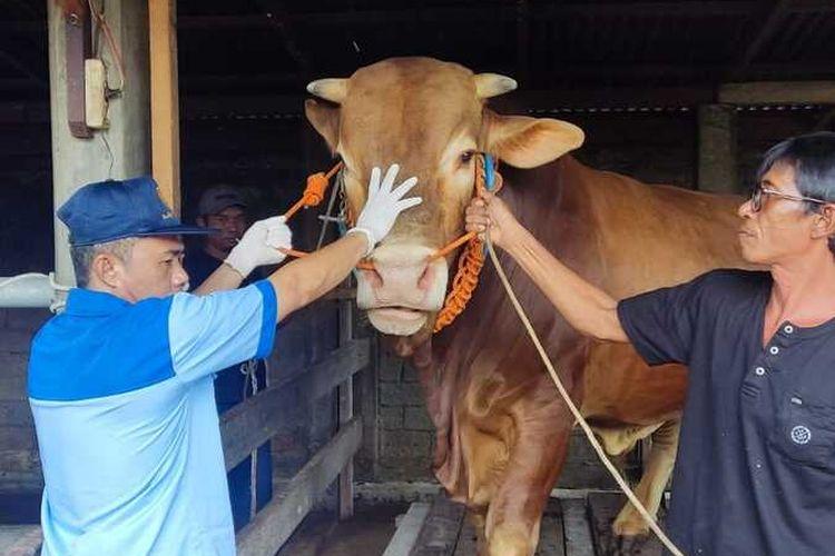Sapi-kurban-bantuan-Presiden-Jokowi-Berbobot-874-kilogram-bernama-Arjuna-dibeli-Jokowi.jpg