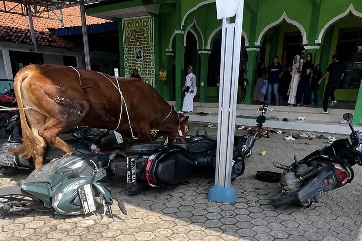 Sapi-kurban-saat-mengamuk-hingga-seruduk-motor.jpg