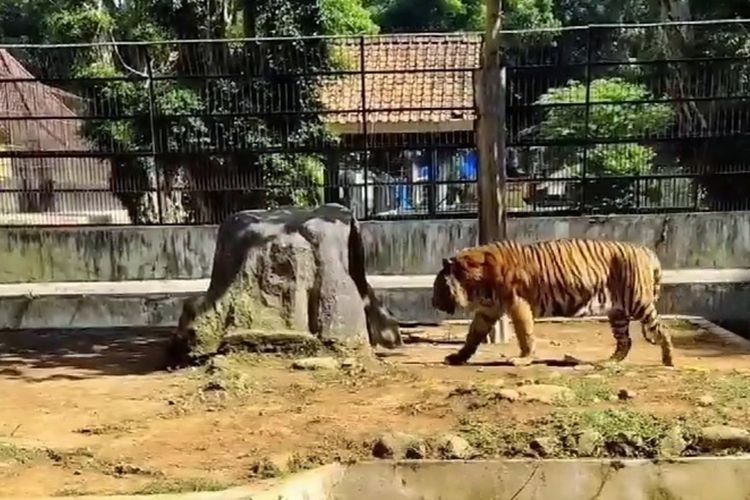 Sedang Birahi, Harimau Serulingmas Zoo Banjarnegara Lompat ke Atap, Wisatawan Dievakuasi