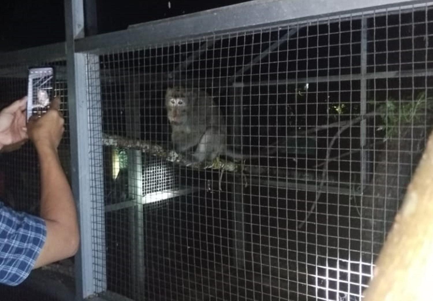 Bikin Geger, Kera Liar Tiba-tiba Masuk Ruangan Kantor PUPR Kota Salatiga