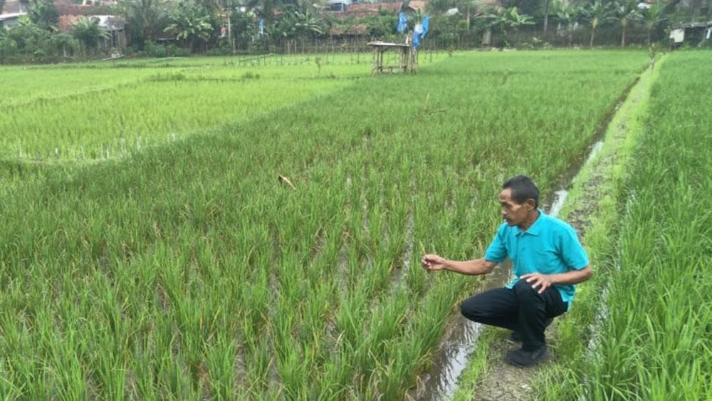 Penyakit Kresek Serang 5 Hektare Sawah di Cilacap, Petani Waspada