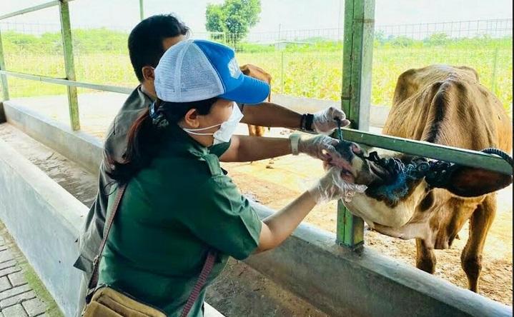 Jelang Idul Adha, Ini Beberapa Persiapan yang Dilakukan Dinas Ketahanan Pangan dan Pertanian Tegal