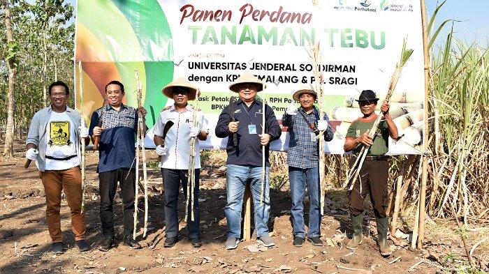 UNSOED-Pabrik-Gula-Sragi-Perhutani-Panen-Perdana-Tebufdserfd.jpg