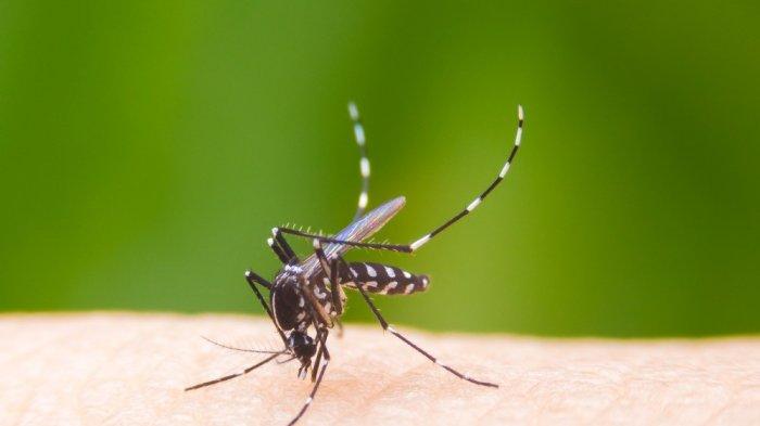 Puluhan Pekerja Proyek IKN di Kaltim Terserang DBD, Muhibah Demam Tinggi Badan Lemas