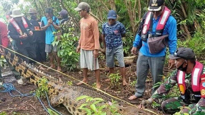 Buaya 4 Meter Diduga Terkam Warga Telah Terperangkap Pancing, Setelah Perut Dibedah Ternyata . .