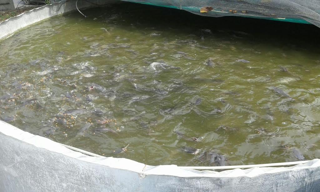 budidaya-lele-menggunakan-kolam-lingkar-galvalum_20170326_161711.jpg