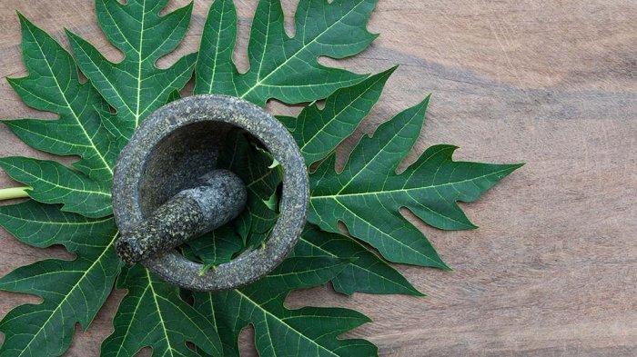 5 Manfaat Daun Pepaya bagi Kesehatan yang Jarang Diketahui