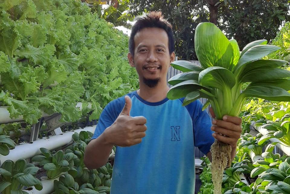 Kisah Sukses Guru Honorer di Blora Berhasil Budidaya Hidroponik