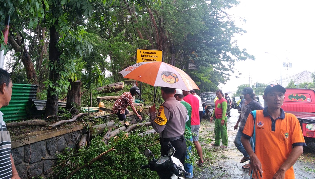 Pohon Asam Keranji di Jalan Dr Wahidin Tanah Putih Tumbang, Arus Lalu Lintas Sempat Dialihkan