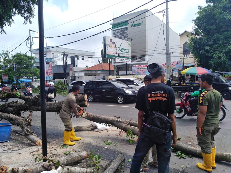 Pohon Mahoni di Jalan Ngesrep Timur V Tumbang, Tidak Ada Korban Jiwa