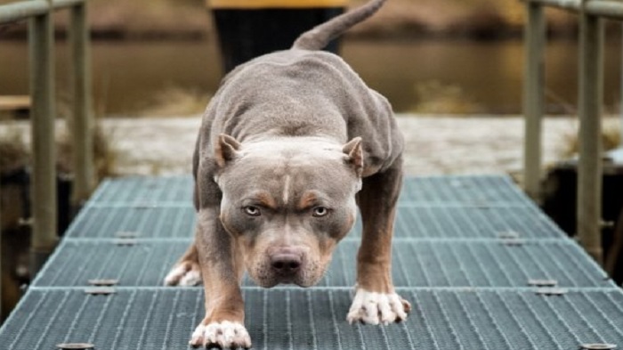 ilustrasi-anjing-pittbull.jpg