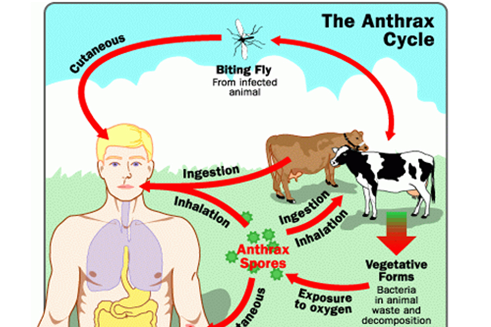 ilustrasi-grafis-penularan-antraks_20170122_102328.jpg