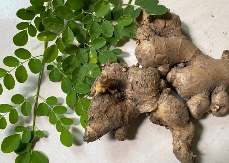 jahe-daun-kelor.jpg