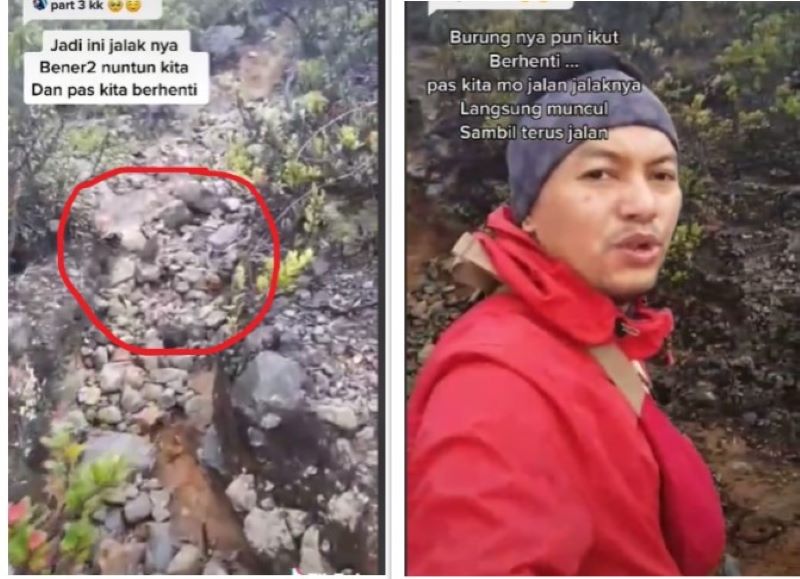 Viral Pendaki Tersesat di Gunung Lawu Dituntun Burung Jalak Hingga ke Puncak