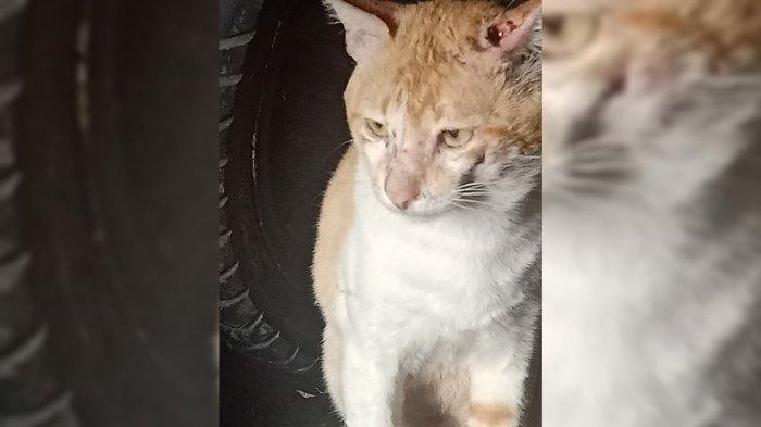 Bapak Kos Semarang Makan Kucing Oren Buat Obati Diabetes: "Ya daripada saya yang mati"