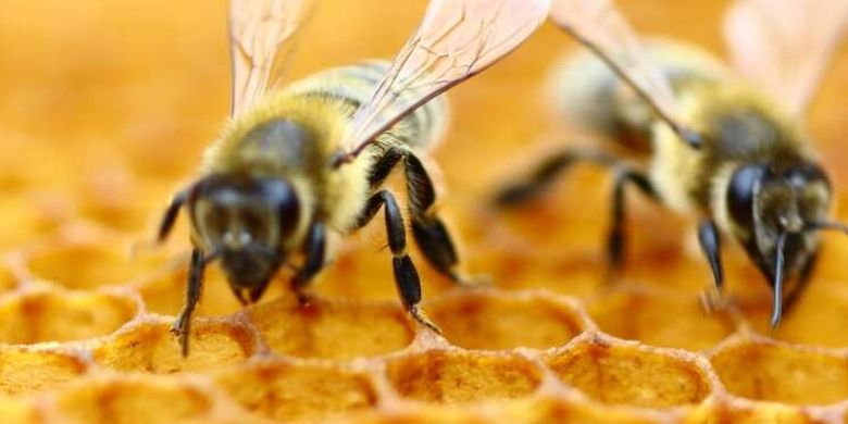 Kebangkitan Lebah Madu Nasional