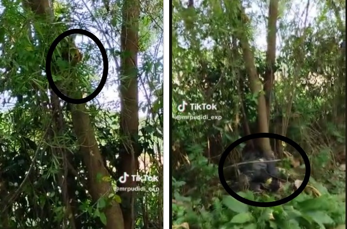 Geger Temuan Mayat Kepala di Pohon tapi Tubuh di Tanah, Ditemukan Warga yang Buang Sampah